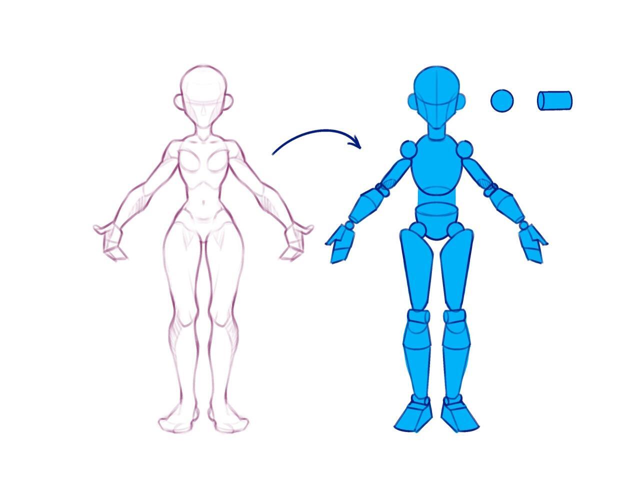 ArtStation - Simplification of anatomy study ArtStation - Simplification of anatomy study